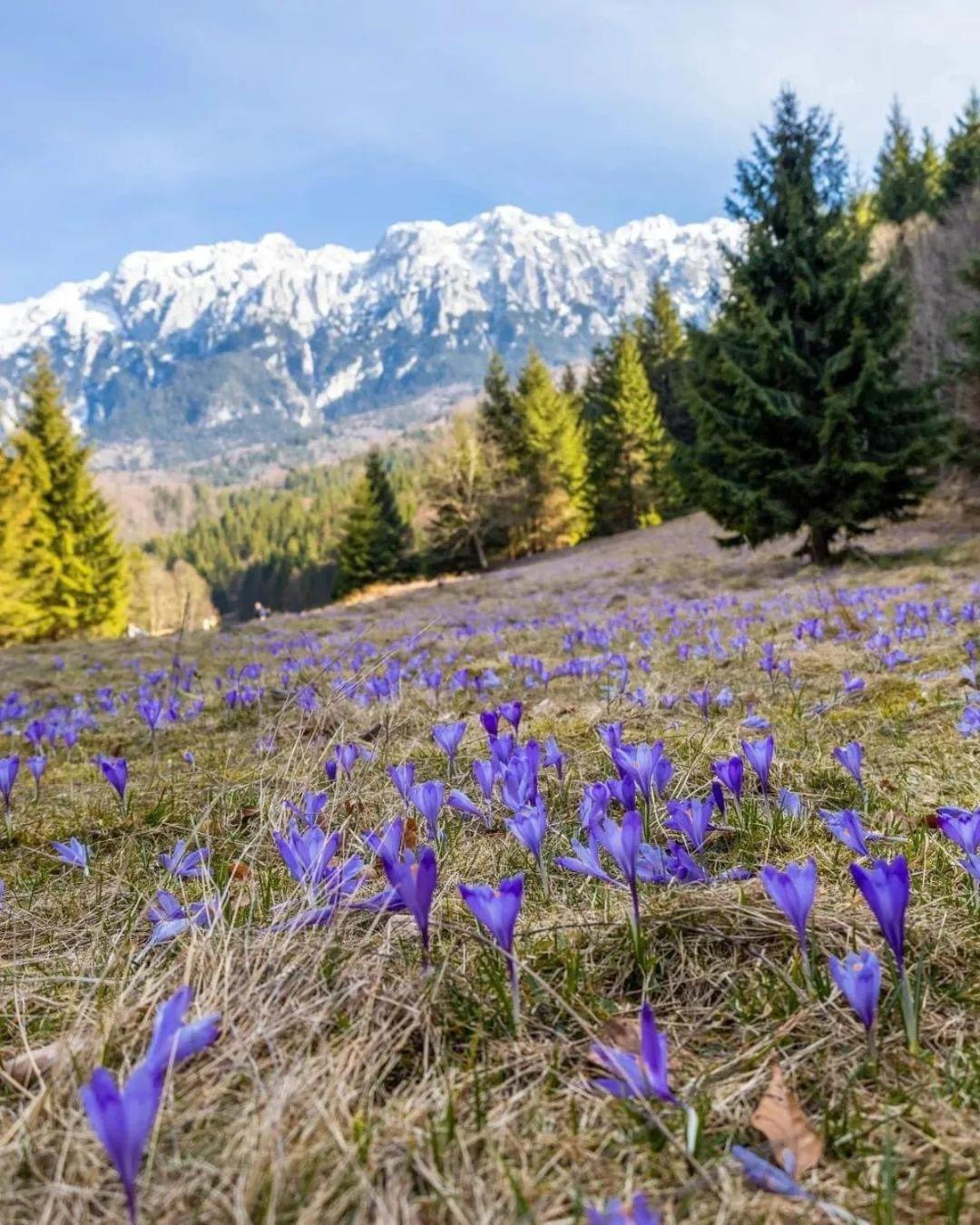 Cazare Zorilor Zărneşti Pokoj fotografie